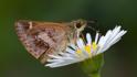 Dispar compacta (Barred Skipper).jpg